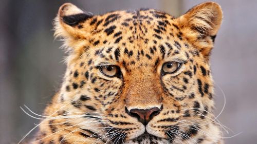 leopard portrait looking