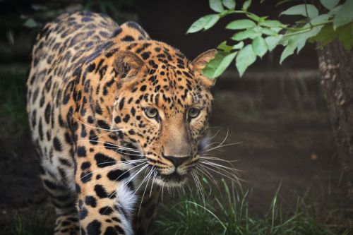 leopard beast animal