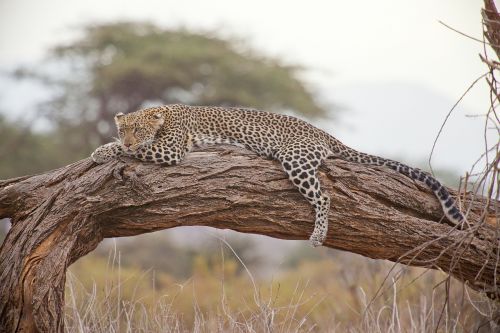 leopard safari africa