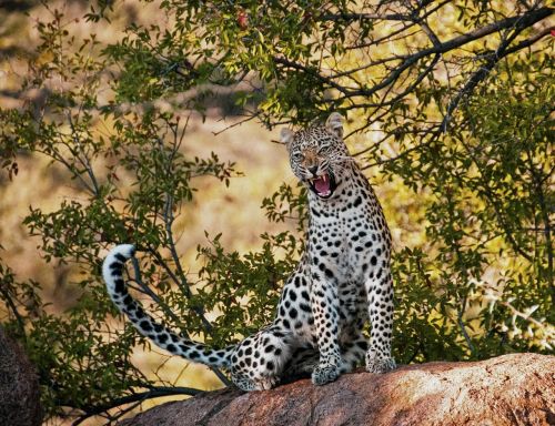 leopard yawn morning