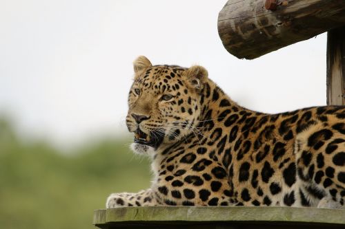 leopard big cat animal