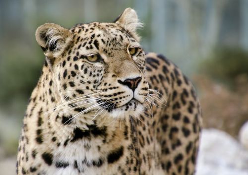 leopard persian leopard portrait