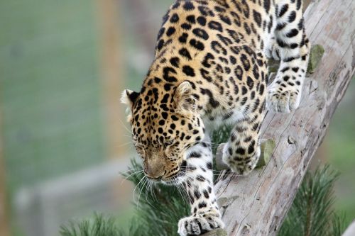 leopard big cat spots