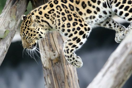 leopard spotted cat