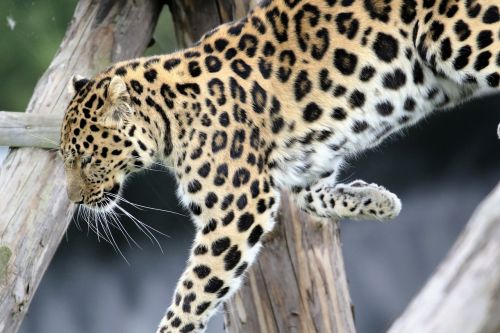 leopard spotted cat