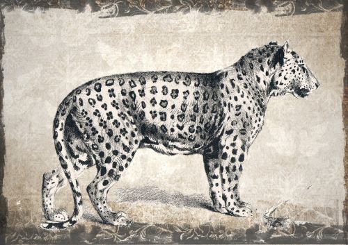 leopard wildlife animal