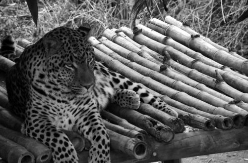 leopard black white recording full length portrait