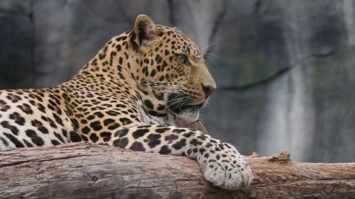 leopard noble cat