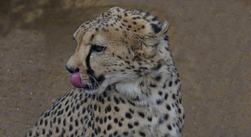leopard botswana wildcat