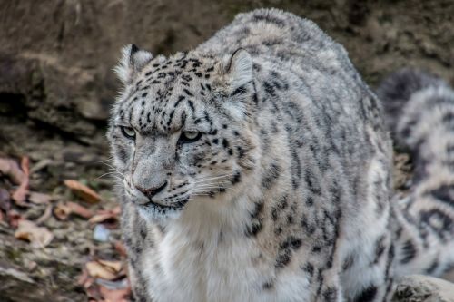 snow leopard leopard irbis