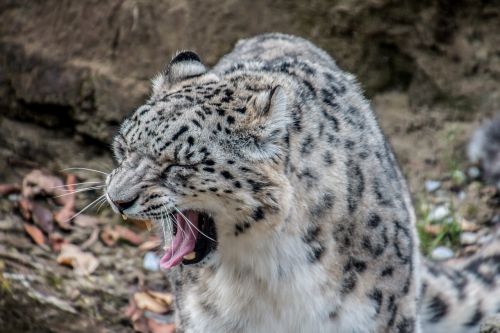 leopard snow leopard white leopard