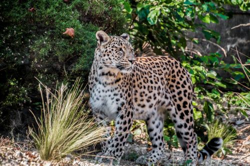leopard persian leopard portrait