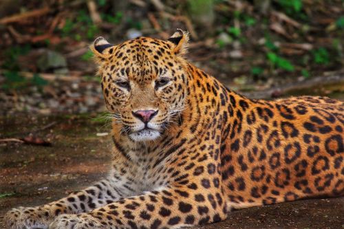 leopard jungle wildlife