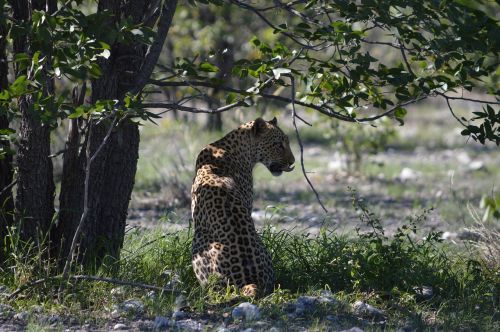 leopard africa namibia