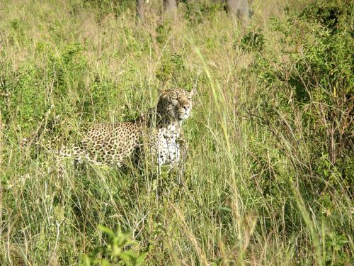 leopard masai mara