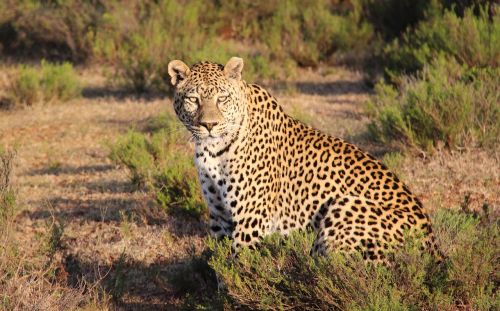 leopard africa nature