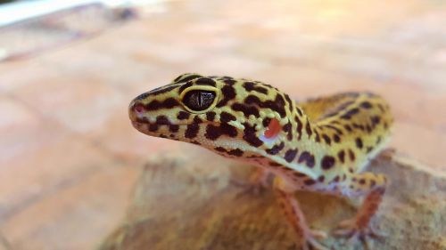 leopard gecko eye