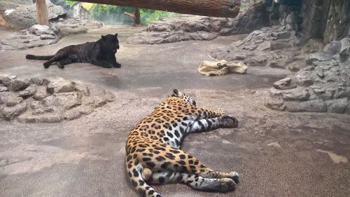 leopard black zoo