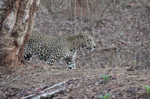 leopard wildlife jungle