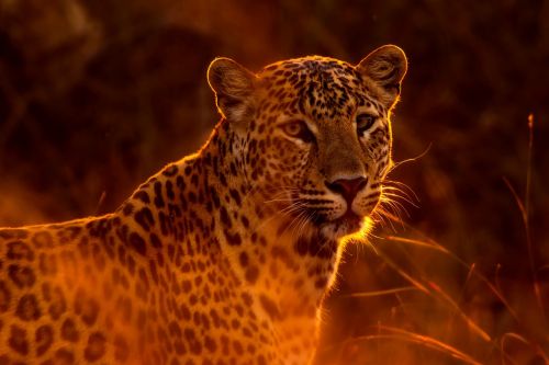 leopard animal wildlife