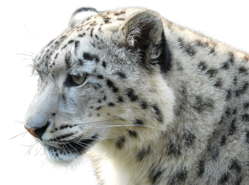 leopard wild animal wildcat