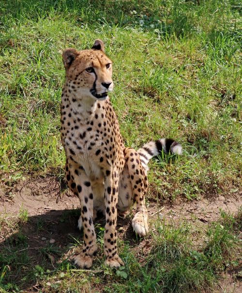 leopard predator big cat