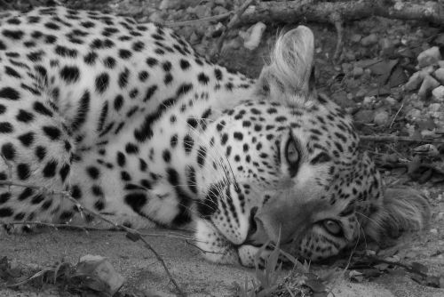 leopard black and white wild cat