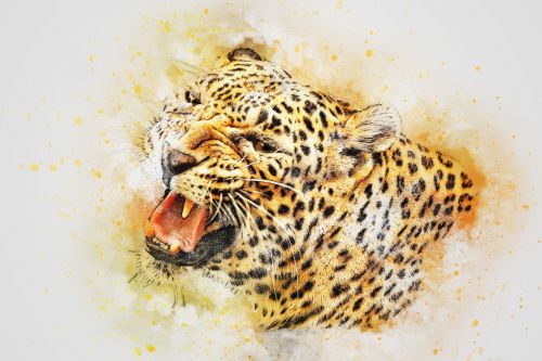 leopard roar animal