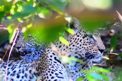leopard cub botswana