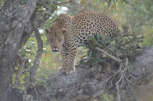 leopard carnivore animal
