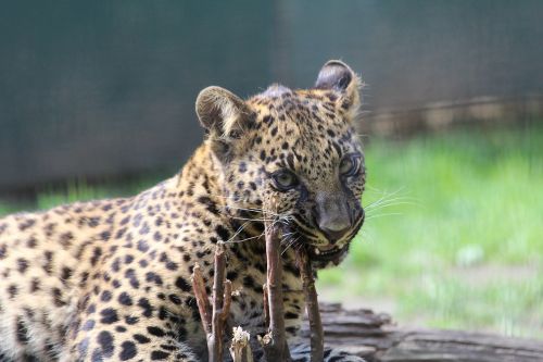 leopard wild cub