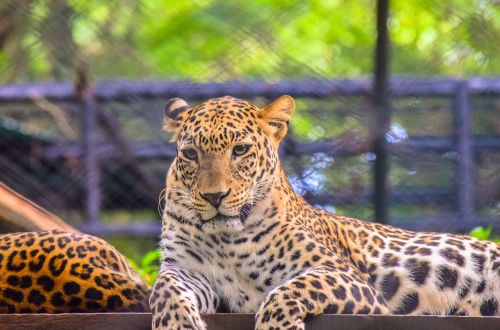 leopard wild beast