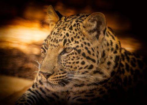 leopard wildlife africa