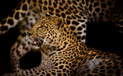 leopard close rosettes