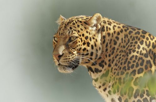 leopard predator eyes