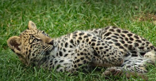leopard cub eyes