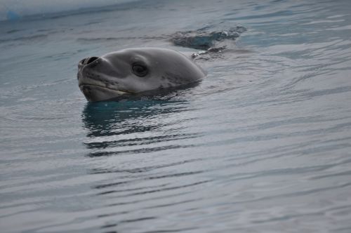 leopard seal antarctica