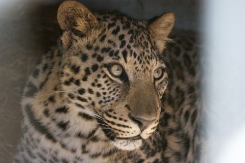 leopard south africa wildcat