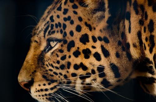 leopard extremely close eye