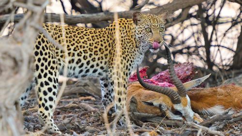 leopard namibia south africa