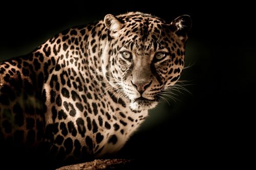 leopard close eyes