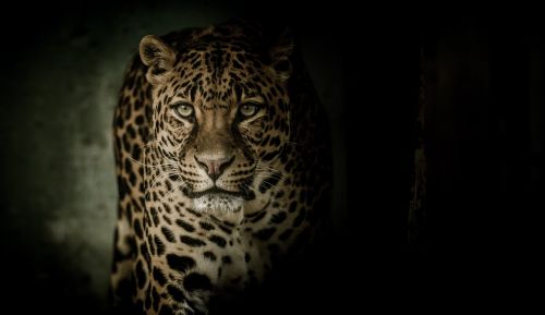 leopard eyes fearsome