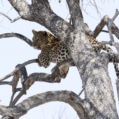leopard national park africa