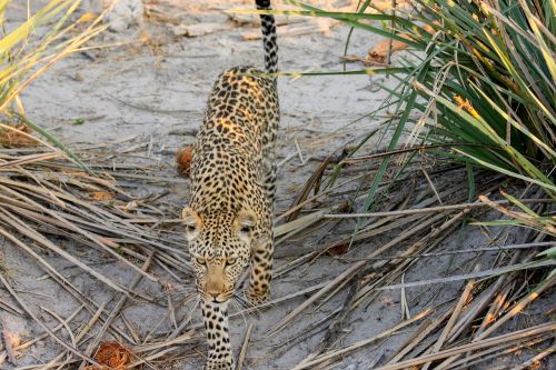 leopard africa botswana