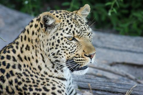 leopard africa botswana