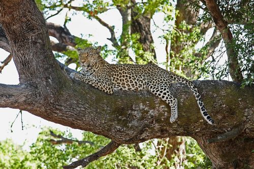 leopard africa safari