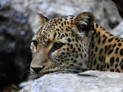 leopard stone zoo