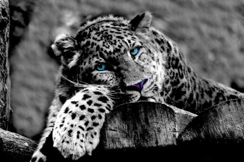 leopard animal wildcat