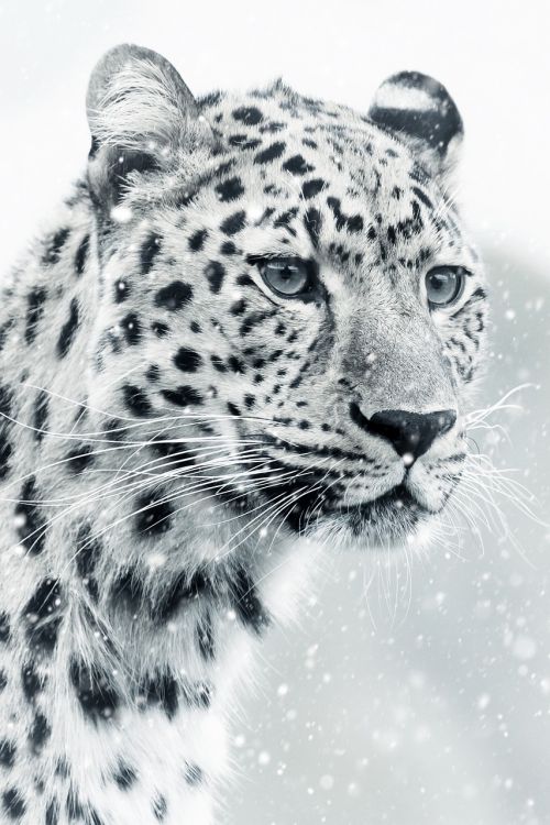 leopard cheetah animal world