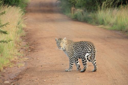 leopard safari wildcat